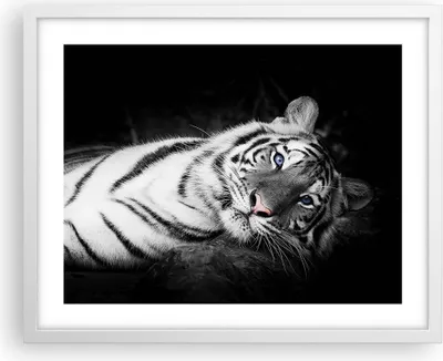 Produktbild von Gerahmtes Poster - Weißer Rahmen - Weiß Tiger Schwarz und Weiß - 50x40 cm - Wand Bild - Wanddeko - Wandbilder - Wandposter - Bilderrahmen - Bilder - Kunstdruck - Wandbild - P2WAA50x40-4247