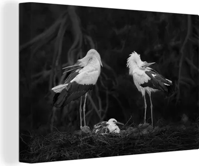 Produktbild von OneMillionCanvasses® - Leinwandbilder - 140x90 cm, Nahaufnahme Storchenfamilie, Wandbilder Kunstdruck Wanddekoration