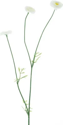 Produktbild von artplants.de Kunstblumen Zweig Bellis NIKSA, Creme, 55cm - Deko Bellisblüte