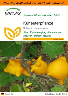 Produktbild von SAFLAX Garden in the bag - Kuheuterpflanze - Solanum mammosum - 10 Samen - Mit Anzuchtsubstrat im praktischen, selbst aufstellenden Beutel