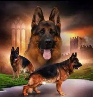 Produktbild von Malen nach Zahlen: Schäferhund mit Festung, 40 x 50 cm, mit Rahmen