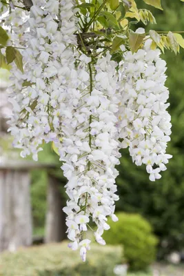 Produktbild von Wisteria sinensis 'Alba', Chinesischer Blauregen, weiß, 40–60 cm
