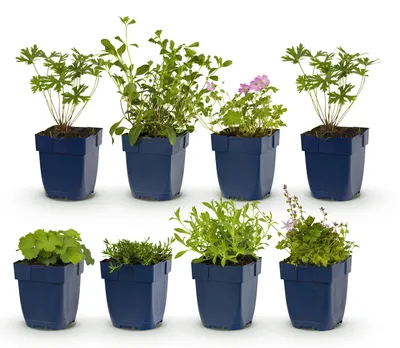 Produktbild von Green boutiQ - Stauden - Beetpaket - Bodendecker - Verschiedene - Arten und Farben - 6 Pflanzen - Topf 11cm - Höhe 15-25cm
