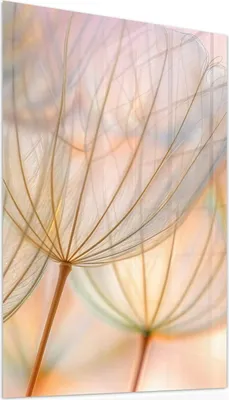 Produktbild von Glasbild 50x75cm in XXL für Wohnzimmer, Schlafzimmer Motiv Pusteblumen Kunst