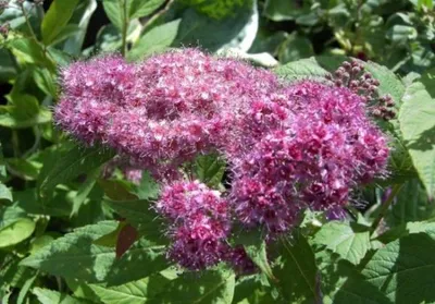 Produktbild von Rote Sommerspiere Anthony Waterer - Spiraea bumalda - 20-30cm