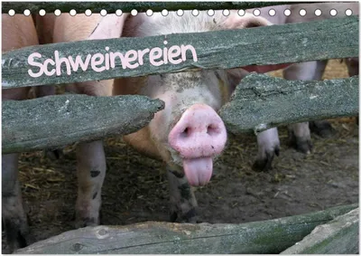 Produktbild von Schweinereien (Tischkalender 2025 DIN A5 quer), CALVENDO Monatskalender