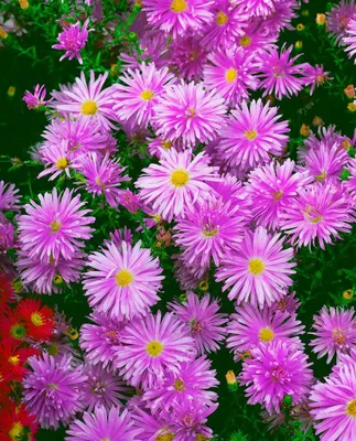 Produktbild von Aster novi-belgii 'Karminkuppel', Herbstaster, karminrot, ca. 9x9 cm Topf