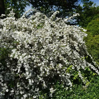 Immagine prodotto di Deutzia gracilis Nikko 2L
