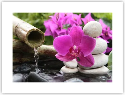 Produktbild von Poster - Poster ohne Rahmen - Orchidee Bambus Dekoration Spa - 40x30 cm - Wand Bild - Wanddeko - Wandbilder - Kunstposter - Wandposter - Bilder - Kunstdruck - Wandbild - P2XAA40x30-2666