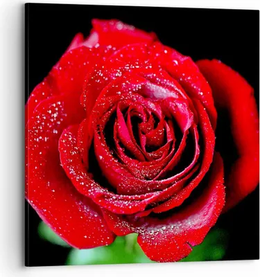 Produktbild von Bild auf Leinwand - Leinwandbild - Rose Blume Blütenblätter Wasser - 70x70cm - Wand Bild - Wanddeko - Leinwanddruck - Bilder - Kunstdruck - Wanddekoration - Leinwand bilder - Wandkunst - AC70x70-0370