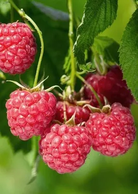 Obrázek produktu pro Rýbízový keř 'Malling Promise' (odrůda vhodná pro pěstování vzemědělství)