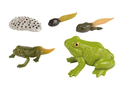 Produktbild von EDUPLAY 120764 Lebenszyklen Frosch