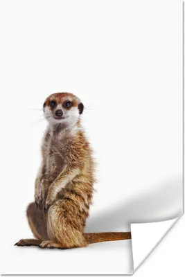 Produktbild von MuchoWow® Poster Erdmännchen - Tiere - Fell 120x180 cm - Kunstposter