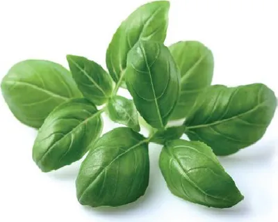 Immagine prodotto di EMSA Click & Grow Basilico
