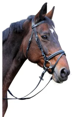 Trensenzaum Classic, Leder, schwarz, Pony