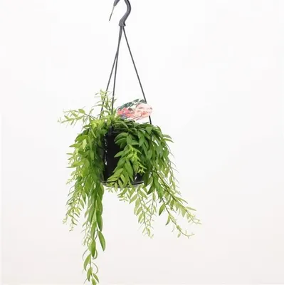 A hanging plant in a black pot against a white background.