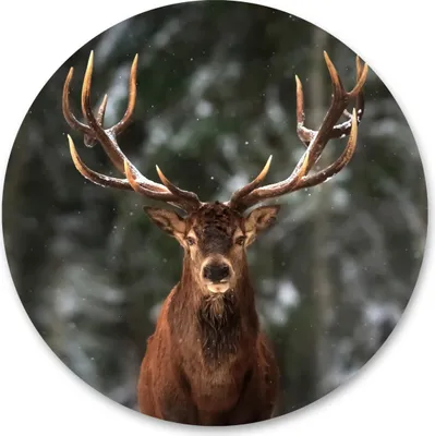 Produktbild von Sticker HIRSCHE im Wald Tier Natur Landschaft 3D Wohnzimmer Schlafzimmer Esszimmer Kreis Wanddeko Wandtattoo Aufkleber 100 cm x 100 cm