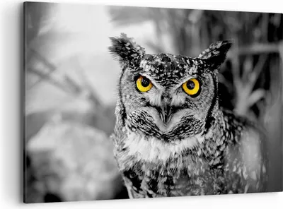 Produktbild von Bild auf Leinwand - Leinwandbild - Eule Vogel Natur - 100x70cm - Wand Bild - Wanddeko - Wandbilder - Leinwanddruck - Bilder - Kunstdruck - Wanddekoration - Leinwand bilder - Wandkunst - AA100x70-1318