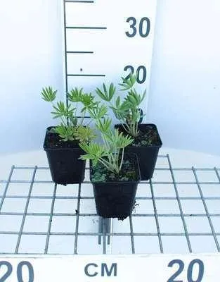 Zdjęcie produktu dla 6 x Lupinus hybr. 'Gallery White' - Łubin - doniczka 9 x 9 cm