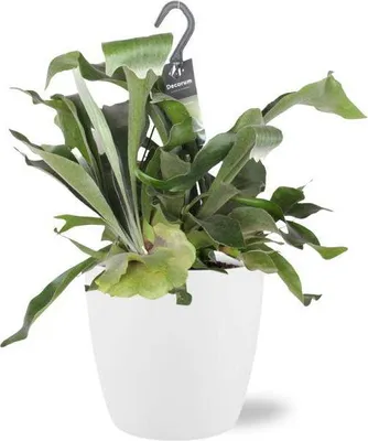 Image de Platycerium Bifurcatum (fougère à cornes) Ø17cm, hauteur 30cm, pot Ø 18x17cm