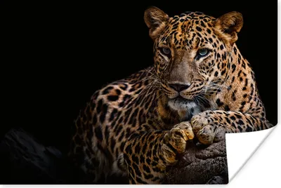 Produktbild von MuchoWow® Poster Wildtiere - Panther - Porträt - Schwarz - Tiere 90x60 cm - Schlafzimmer