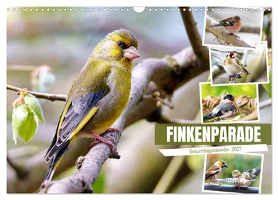 Produktbild von Finkenparade (Wandkalender 2027 DIN A3 quer), CALVENDO Monatskalender