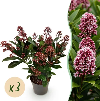 Image de Skimmia japonica Rubella - Fleur Rouge - 10+ Fleurs - 3 Plantes - Rustique - 25cm - Ø10,5cm - Plante de jardin