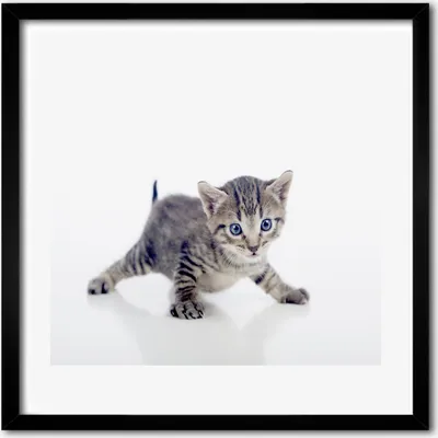Produktbild von Bild - 50 cm x 50 cm - MDF - Rahmen, Wandkunst - Kleine Katze