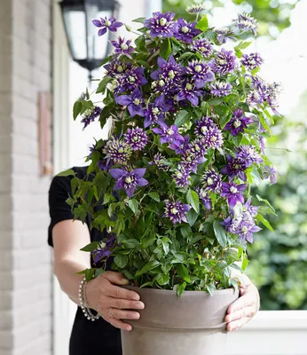 Produktbild von BALDUR Garten 2er Winterharte Kletterpflanzen Kollektion, Pflanzen im Topf, 1 Kletterhortensie Hydrangea und 1 Clematis Taiga®, mehrjährig, blühend, Blütenpracht, Blickfang, winterhart