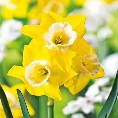 Immagine prodotto di Bulbi di narciso bulbi di fiori bassi piccolo narciso Hillstar 5 pz.