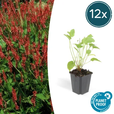 Obrázok produktu pre Persicaria amplexicaulis - Bistorta - Odolná trvalka - 9 cm kvetináč - sada 12 rastlín