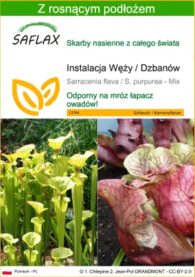 Zdjęcie produktu dla SAFLAX - Instalacja Węży / Dzbanów - 10 Nasiona - Z podłożem uprawowym wolnym od zarazków - Sarracenia flava / S. purpurea - Mix