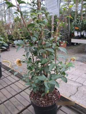 Produktbild von Camellia japonica White Petit - Japanische Kamelie White Petit