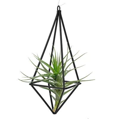 Obrázek produktu pro Stojan na rostliny, stojan na rostliny, stojan na závěsné rostliny, stojan na vzdušné rostliny, Tillandsia Rack