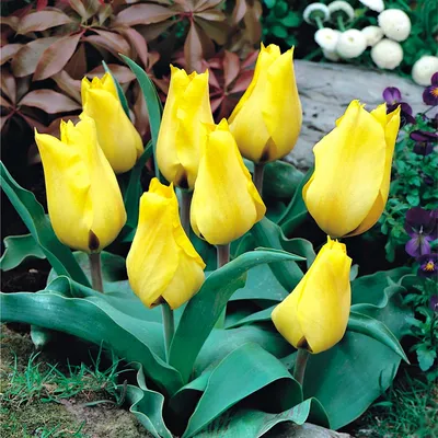 Immagine prodotto di Bulbi di tulipano. Bulbi di fiori. Tulipani. Varietà: Gold West. Confezione da 5 pezzi.