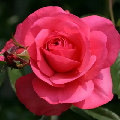 Produktbild von Rosa  - Kletternde Rose Kordes - Rosa 'Rosanna'®