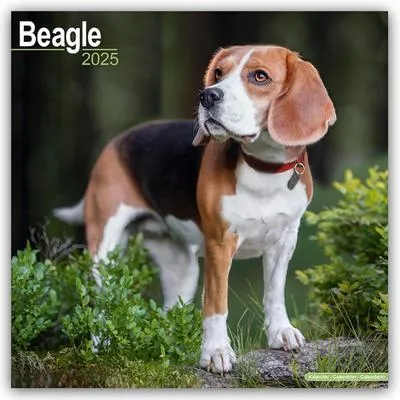 Produktbild von Beagle 2025 - 16-Monatskalender