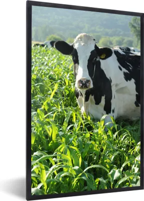 Produktbild von MuchoWow® MuchoWow® Gerahmtes Poster Kuh - Gras - Berg - Tiere 40x60 cm - Poster mit zchwarzem Bilderrahmen - Papierdruck - Wandbilder