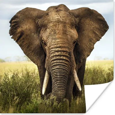 Produktbild von MuchoWow® Poster Bedrohung für den Elefanten 75x75 cm - Wand Dekoration