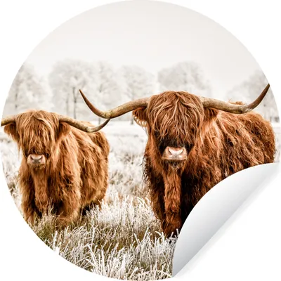 Produktbild von MuchoWow® Runde Wandtattoo - Wandsticker Tapete Aufkleber Schottischer Highlander - Kuh - Tiere Ø 30 cm Selbstklebend und Repositionierbar - Wandaufkleber - Kreis - Wandbild - Fototapete - Selbstklebend - Dekoration - Wandschmuck - Schlafzimmer