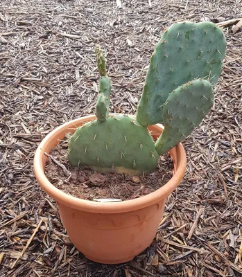 Image de Opuntia engelmannii v. rastrera