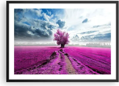Produktbild von Gerahmtes Poster - Schwarzer Rahmen - Heidefeld Baum Wolken Landschaft - 70x50 cm - Wand Bild - Wanddeko - Wandbilder - Wandposter - Bilderrahmen - Bilder - Kunstdruck - Wandbild - P2BAA70x50-2547