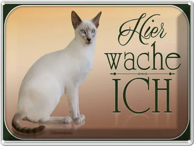 Produktbild von vianmo Blechschild 30x40 cm Katze Balinesenkatze hier wache ich