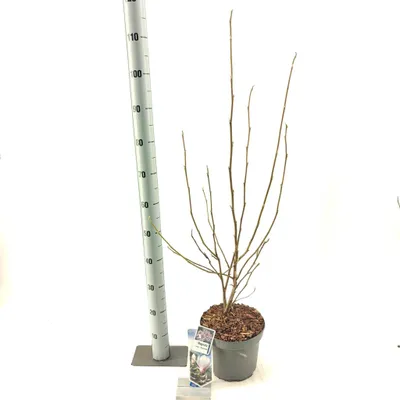 Produktbild von Magnolia soulangeana 'Superba' - Tulpenmagnolie | 70-80 cm im Topf