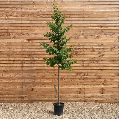 Produktbild von Kanadischer Judasbaum Pink Pom Poms 200-250 cm, Stammumfang 10-12 cm - Cercis canadensis Hochstamm