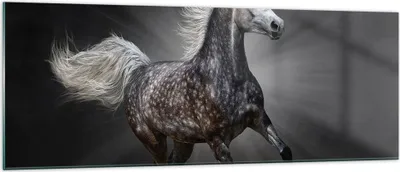 Produktbild von Bilder auf glas - Pferd Tier Natur - 140x50cm - Glasbilder - Wandbilder - Kunstdruck - zum Aufhängen bereit - Wanddekoration aus Glas - Glas Bilder - Wandbild auf Glas - Einteilig - GAB140x50-3593