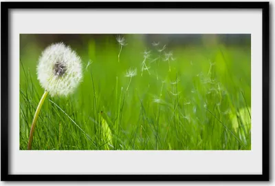 Produktbild von Bild 60x40 MDF-Rahmen Wandkunst Löwenzahn Gras Pflanze