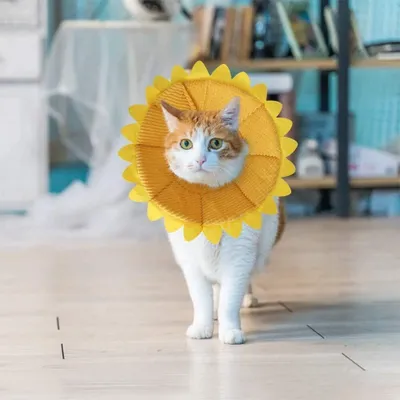 Produktbild von Halskrausen für Hunde Katze,Bequem Weich Recovery Schutz für Haustier Nackenschutz Kissen und Verstellbarer Kragen mit Gelbem Sonnenblumenmuster (M)