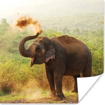Produktbild von MuchoWow® Poster Reinigungselefant 75x75 cm - Wand Dekoration