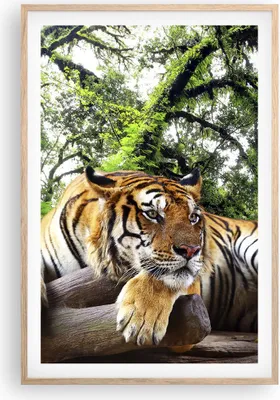 Produktbild von Gerahmtes Poster - Rahmen in heller Eiche - Tiger Dschungel Ruhe - 61x91,5 cm - Wand Bild - Wanddeko - Wandbilder - Wandposter - Bilderrahmen - Bilder - Kunstdruck - Wandbild - P2NPA61x91-4166